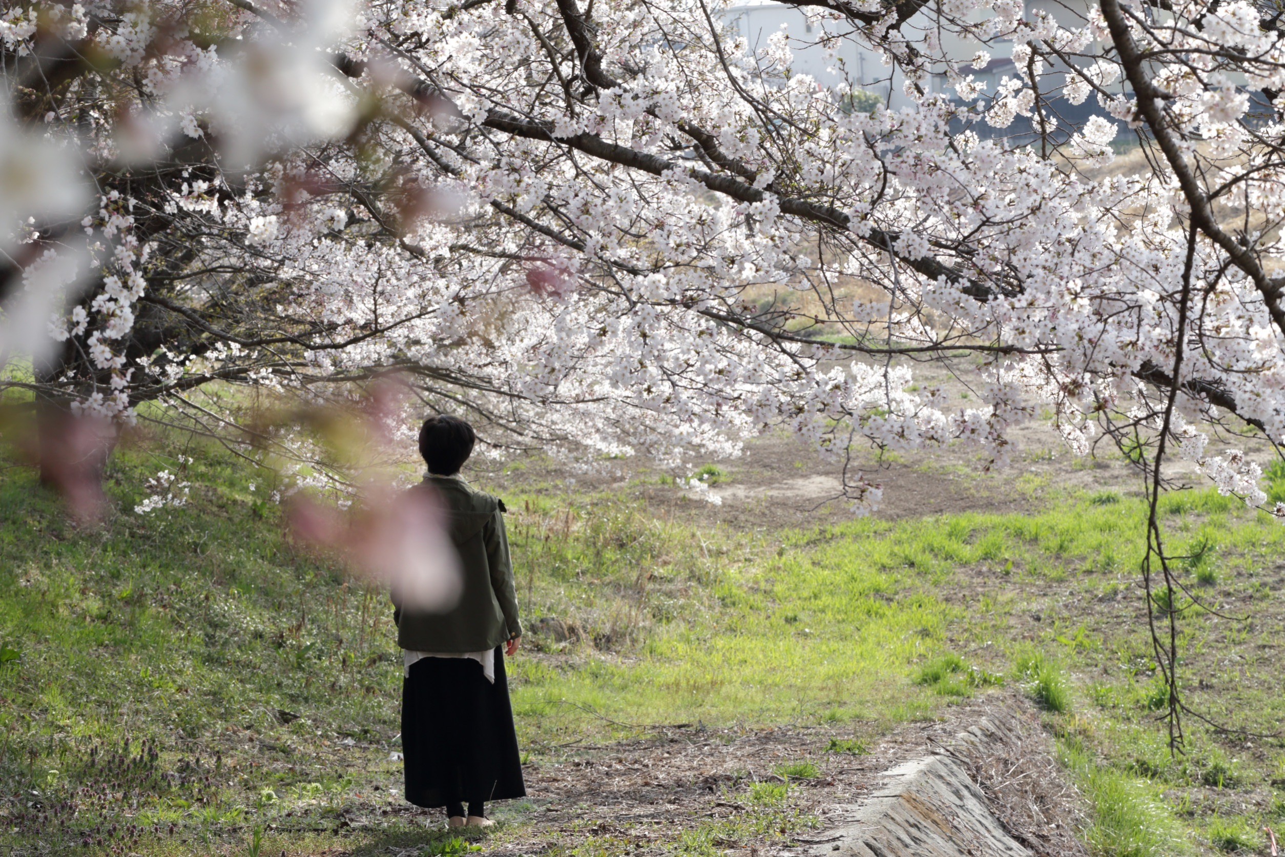 桜 1680657506049.jpg