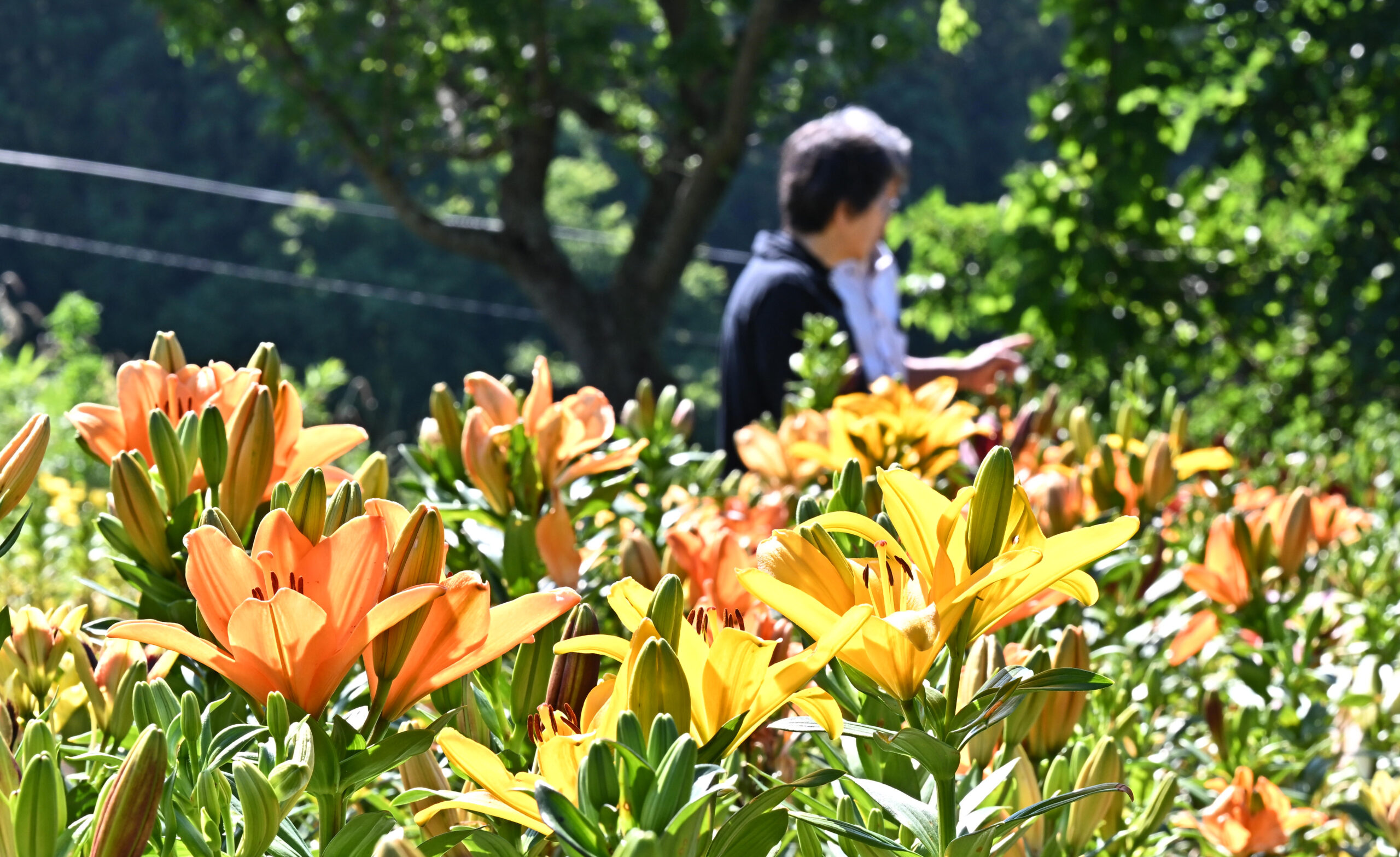 R8.6.20から 南くりこま高原一迫ゆり園「ゆりまつり」 | 一迫観光協会